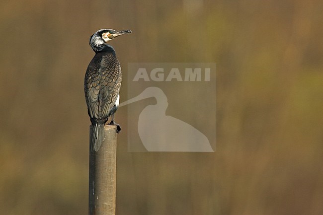 Great Cormorant on iron pole, Aalscholver op ijzeren paal stock-image by Agami/Harvey van Diek,