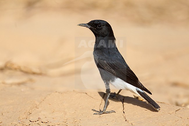 Witkruintapuit in droog habitat; White-crowned Wheatear in dry habitat stock-image by Agami/Daniele Occhiato,