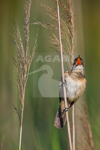 Grote Karekiet; Great Reed Warbler stock-image by Agami/Daniele Occhiato,