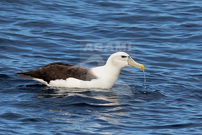 Nieuw-Zeelandse Witkapalbatros, White-capped Albatross, Thalassarche steadi stock-image by Agami/Laurens Steijn,