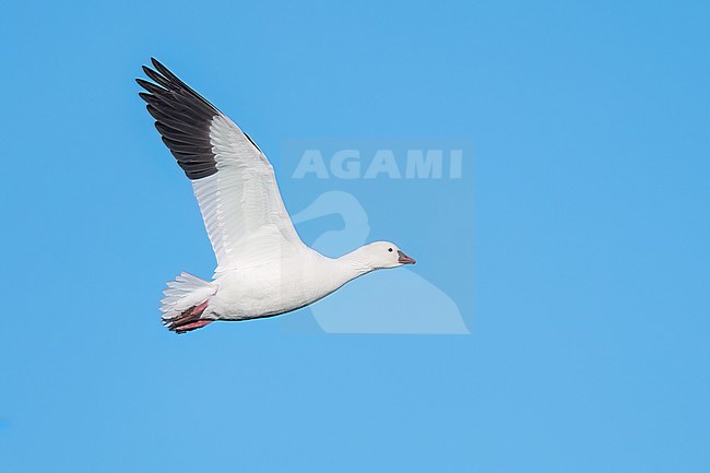 Adult
Colusa Co., CA
January 2023 stock-image by Agami/Brian E Small,