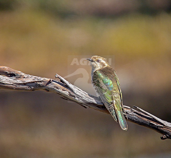 Horsfield's Bronze Cuckoo (Chrysococcyx basalis) in Australia. stock-image by Agami/Pete Morris,