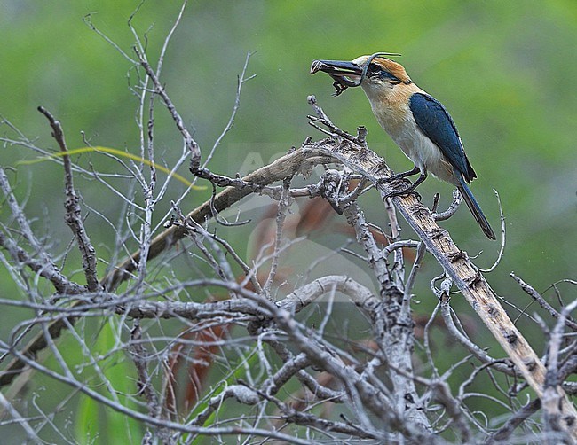 Critically Endangered Niau Kingfisher (Todiramphus gertrudae) in French Polynesia. Perched on a branch, with small lizard as prey. stock-image by Agami/James Eaton,