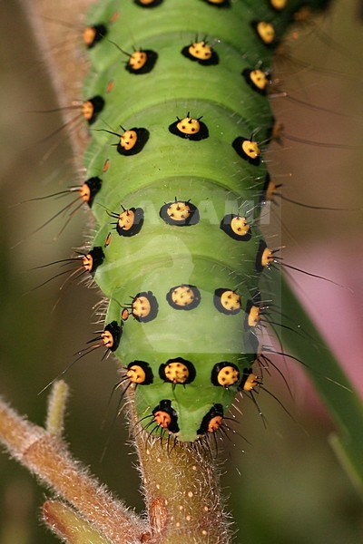 Rups van Kleine nachtpauwoog, Emperor Moth caterpillar stock-image by Agami/Bas Haasnoot,
