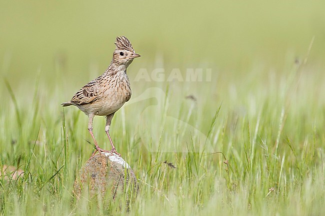 Adult Oriental Skylark (Alauda gulgula inconspicua), in breeding habitat in Tajikistan. Perched on a small rock in the tall green grass. stock-image by Agami/Ralph Martin,