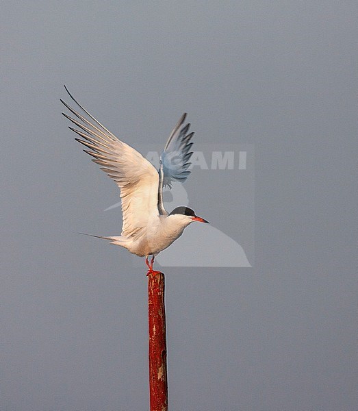 Common Tern (Sterna hirundo hirundo) in the Netherlands. Adult standing on a wooden pole with both wings raised. stock-image by Agami/Marc Guyt,