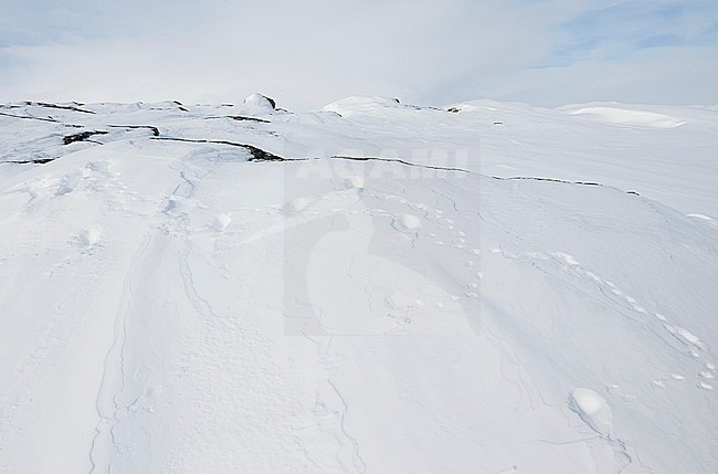 Alpensneeuwhoen sporen in de sneeuw, Rock Ptarmigan tracks in the snow stock-image by Agami/Markus Varesvuo,