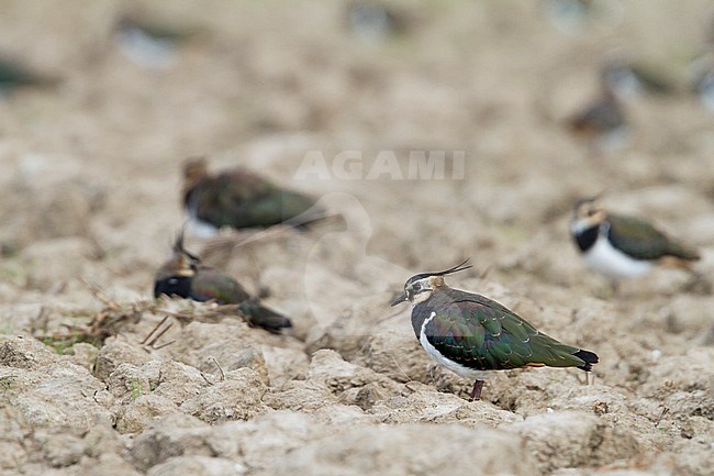 Northern Lapwing - Kiebitz - Vanellus vanellus, Germany, adults resting in a ploughed field stock-image by Agami/Ralph Martin,