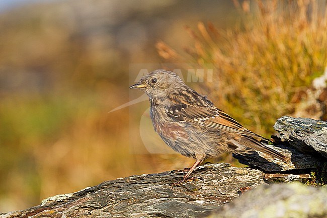 Alpine Accentor - Alpenbraunelle - Prunella collaris ssp. collaris, Switzerland, juvenile stock-image by Agami/Ralph Martin,