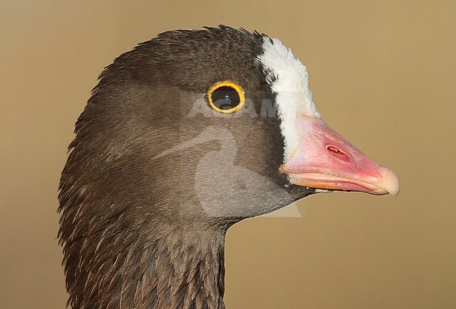 Closeup of an adult Lesser White-fronted Goose (Anser erythropus) in captivity. stock-image by Agami/Fred Visscher,