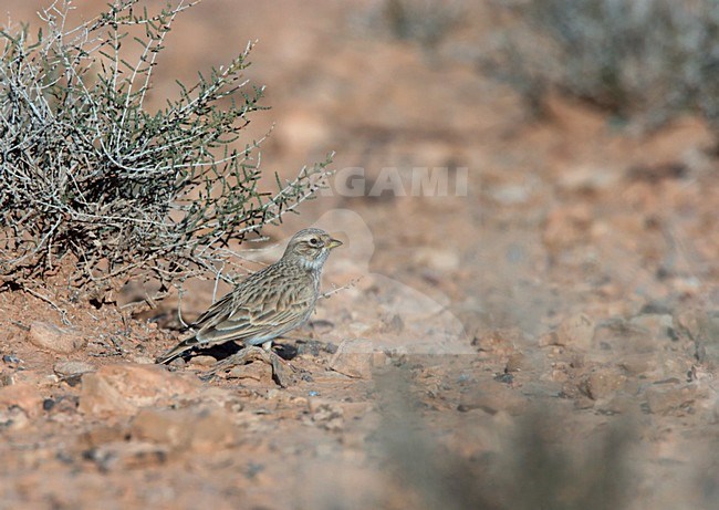 Kleine Kortteenleeuwerik zittend bij pluk lage dorre vegetatie op stenige bodem van semi woestijn te Tagdilt Track Marokko; Lesser Short-toed Lark sitting alongside a low dry patch of vegetation on rocky ground of semi desert near Tagdilt Track Morocco stock-image by Agami/Ran Schols,