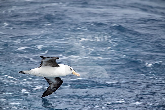 Adult Campbell Albatross (Thalassarche impavida), also known as Campbell Mollymawk, in flight above the southern Pacific ocean of New Zealand. stock-image by Agami/Marc Guyt,