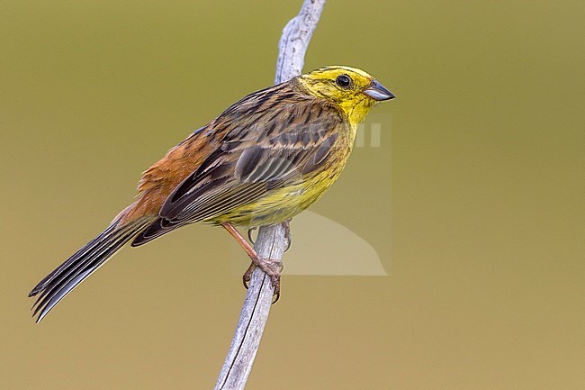 Geelgors; Yellowhammer; Emberiza citrinella stock-image by Agami/Daniele Occhiato,