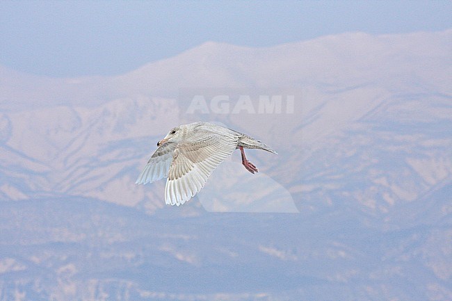 Immature Glaucous Gull (Larus hyperboreus) in flight wintering in Japan. stock-image by Agami/Pete Morris,