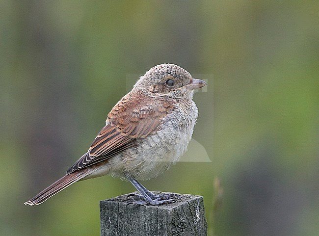 Grauwe Klauwier, Red-backed Shrike, Lanius collurio stock-image by Agami/Tomi Muukkonen,