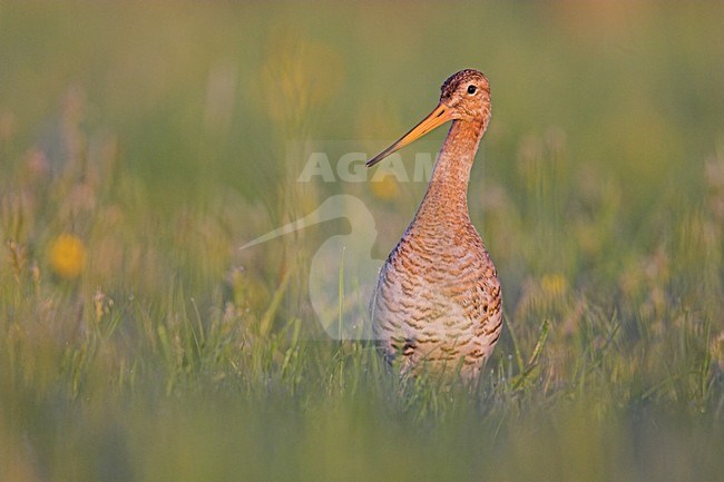 Grutto in weiland; Black-tailed Godwit in meadow stock-image by Agami/Menno van Duijn,