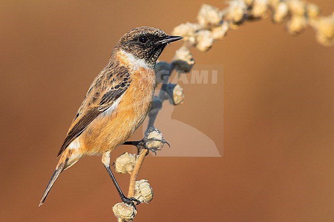 European Stonechat (Saxicola rubicola), side view of an adult male perched on a stem, Campania, Italy stock-image by Agami/Saverio Gatto,