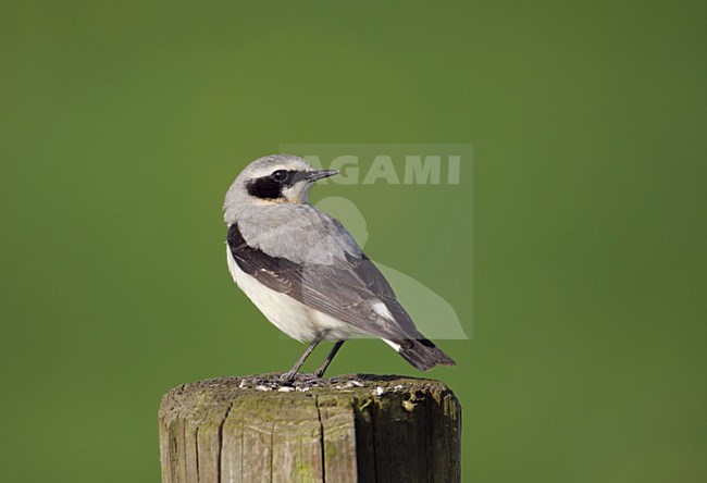 Tapuit man zittend; Northern Wheatear male perched stock-image by Agami/Reint Jakob Schut,