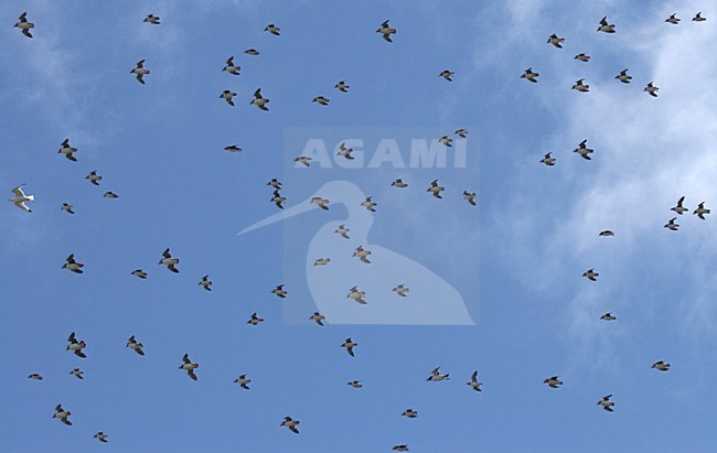 Papegaaiduikers vliegend; Atlantic Puffins flying stock-image by Agami/Jari Peltomäki,