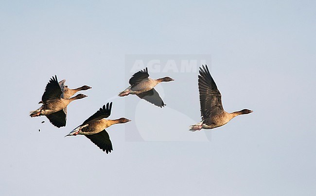 Vliegende familiegroep Kleine Rietganzen in vlucht; Flying family group Pink-footed Geese stock-image by Agami/Marc Guyt,