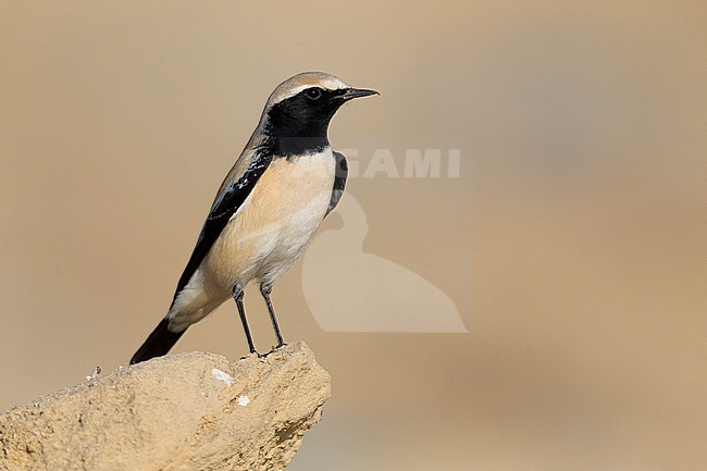 Desert Wheatear (Oenanthe deserti), Standing on a rock, Qurayyat, Muscat Governorate, Oman stock-image by Agami/Saverio Gatto,