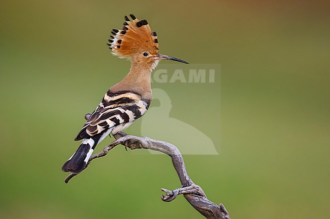 Eurasian Hoopoe (Upupa epops) in Italy. stock-image by Agami/Daniele Occhiato,