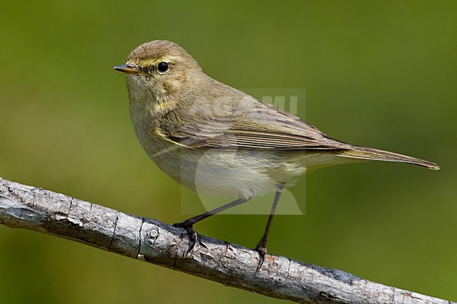 Tjiftjaf zittend op takje; Common Chiffchaff perched on twig stock-image by Agami/Daniele Occhiato,