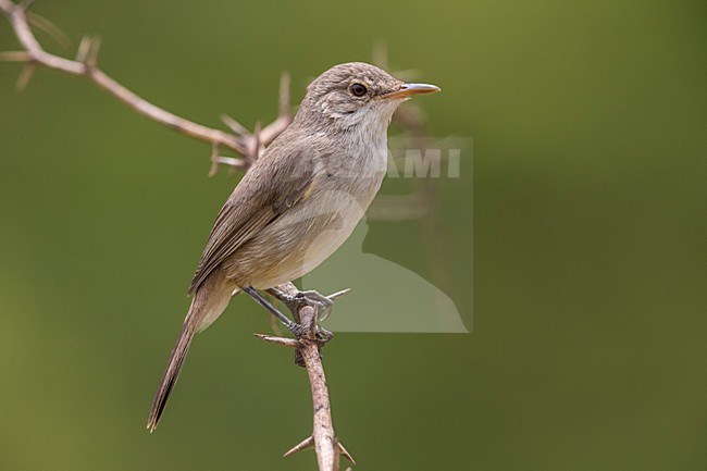 Kaapverdische Rietzanger; Cape Verde Warbler stock-image by Agami/Daniele Occhiato,