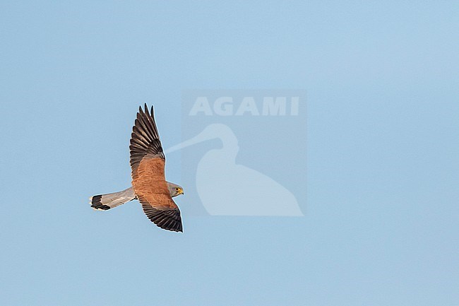 Adult male Lesser Kestrel (Falco naumanni) in flight, seen from above. stock-image by Agami/Ralph Martin,