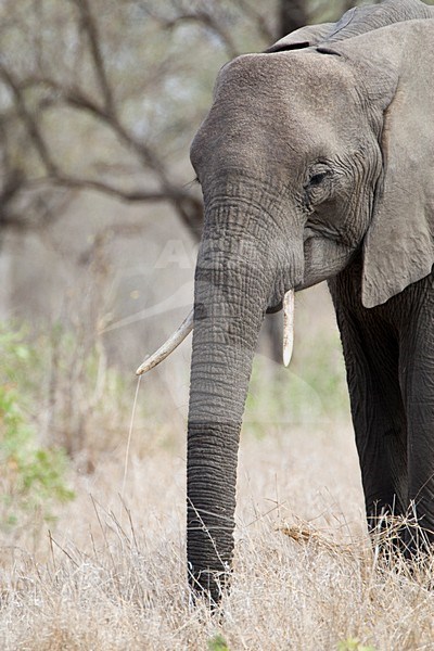 Afrikaanse Olifant in het Kruger Park; African Elephant at Kruger Park stock-image by Agami/Marc Guyt,