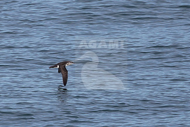 Manx Shearwater - Atlantik-Sturmtaucher - Puffinus puffinus, Ireland stock-image by Agami/Ralph Martin,