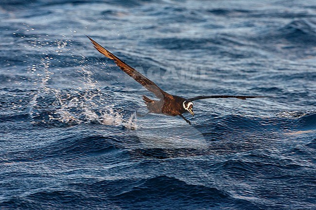 Spectacled Petrel (Procellaria conspicillata) at sea off Tristan da Cunha in the southern Atlantic ocean. Running over the water surface. stock-image by Agami/Marc Guyt,