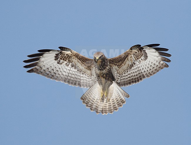 Common Buzzard hovering; Buizerd biddend stock-image by Agami/Reint Jakob Schut,