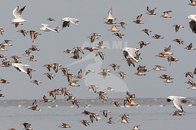 Groep vogels vliegend boven zee; Bird flock flying over sea stock-image by Agami/Marc Guyt,