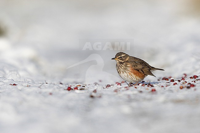 Redwing (Turdus iliacus iliacus) sitting in the snow at Rudersdal, Denmark stock-image by Agami/Helge Sorensen,