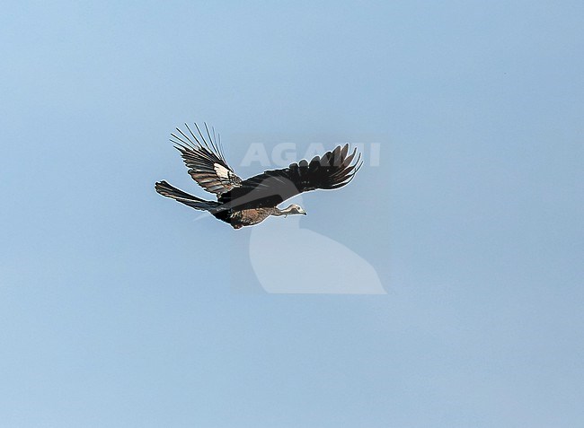 White-throated Piping-guan, Pipile (cumanensis) grayi, in flight in the Pantanal, Brazil stock-image by Agami/Andy & Gill Swash ,