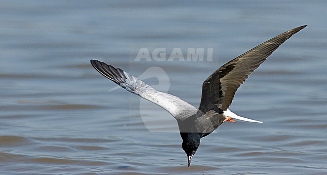 Foeragerende Witvleugelstern; White-winged Tern foraging stock-image by Agami/Roy de Haas,