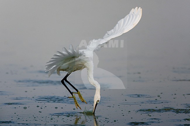 Kleine Zilverreiger foeragerend in de vlucht; Little Egret foraging in flight stock-image by Agami/Daniele Occhiato,