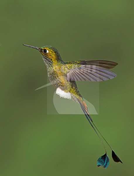 Vlagstaartpluimbroekje in vlucht, Booted Racket-tail in flight stock-image by Agami/David Hemmings,