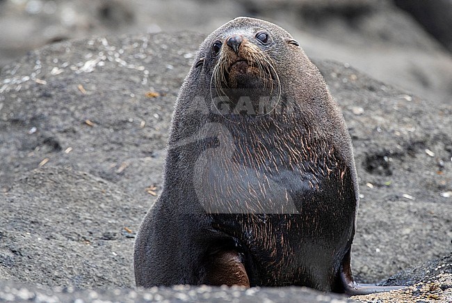 Adult male New Zealand Fur Seal (Arctocephalus forsteri) resting on the shore of the Chatham Islands, New Zealand. Looking at the wildlife photographer. stock-image by Agami/Marc Guyt,