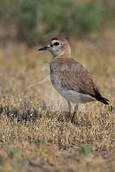 Adult breeding Mountain Plover (Charadrius montanus)
Standing on dry grass field in Weld County, Colorado, United States during summer. stock-image by Agami/Brian E Small,