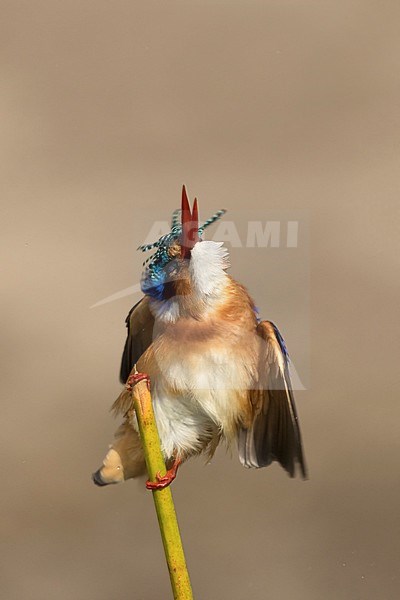 Malachietijsvogel; Malachite Kingfisher; stock-image by Agami/Walter Soestbergen,