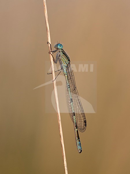 Rustende Watersnuffel; Common Blue Damselfly resting; stock-image by Agami/Walter Soestbergen,