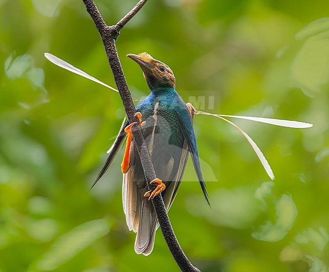The spectacular Standardwing (Semioptera wallacii halmaherae) on Halmahera island. Endemic to Northern Maluku in eastern Indonesia and is the westernmost species of the true birds-of-paradise. stock-image by Agami/Dustin Chen,