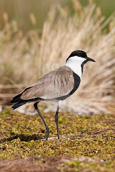 Adult Spur-winged Plover (Vanellus spinosus) in Israel stock-image by Agami/Marc Guyt,