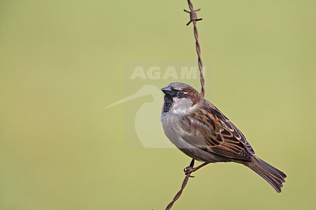 Man Huismus op prikkeldraad; Male House Sparrow on barbed wire stock-image by Agami/Rob Olivier,