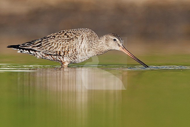 Adult in transition to breeding 
Galveston Co., TX 
April 2010 stock-image by Agami/Brian E Small,