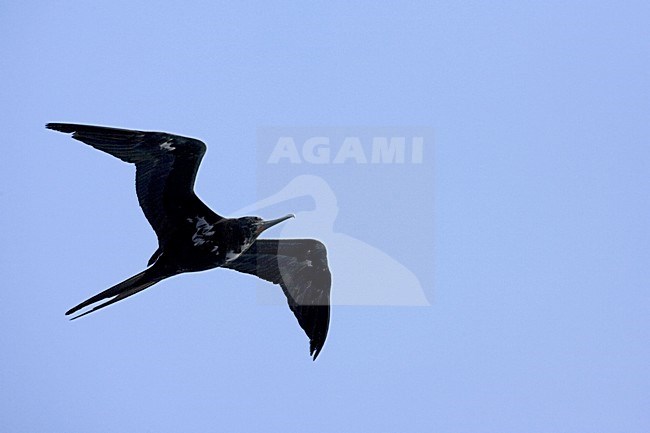 Ascension Frigatebird flying; Ascensionfregatvogel vliegend stock-image by Agami/Marc Guyt,