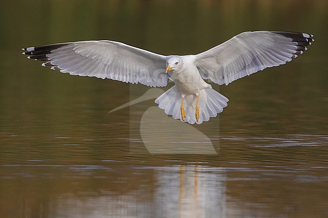 Yellow-legged Gull (Larus michahellis) adult in flight above the water stock-image by Agami/Daniele Occhiato,