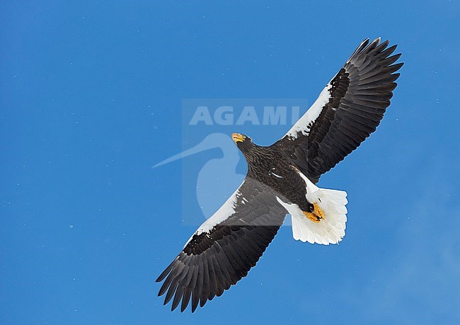 Volwassen Stellers zeearend in vlucht, Adult Stellers Sea-eagle in flight stock-image by Agami/Markus Varesvuo,